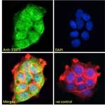 STAT3 Antibody in Immunocytochemistry (ICC/IF)