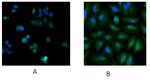 UBE2L3 Antibody in Immunocytochemistry (ICC/IF)