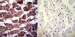 PMCA3 ATPase Antibody in Immunohistochemistry (Paraffin) (IHC (P))