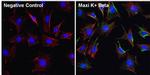 KCNMB1 Antibody in Immunocytochemistry (ICC/IF)