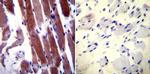 Parvalbumin Antibody in Immunohistochemistry (Paraffin) (IHC (P))