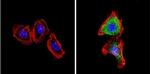 VDAC Antibody in Immunocytochemistry (ICC/IF)