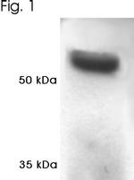 PSMC1 Antibody in Western Blot (WB)