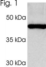 PSMC3 Antibody in Western Blot (WB)