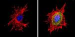 PSMB6 Antibody in Immunocytochemistry (ICC/IF)