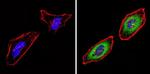 PSMB6 Antibody in Immunocytochemistry (ICC/IF)