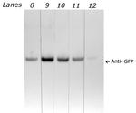 GFP Antibody in Western Blot (WB)