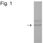 DYKDDDDK Tag Antibody in Western Blot (WB)