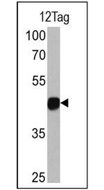 HA Tag Antibody in Western Blot (WB)