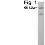 PKR Antibody in Western Blot (WB)