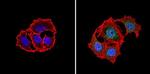 PKR Antibody in Immunocytochemistry (ICC/IF)