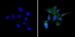 PKR Antibody in Immunocytochemistry (ICC/IF)