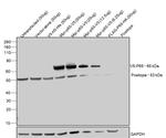 V5 Tag Antibody in Western Blot (WB)