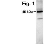 V5 Tag Antibody in Western Blot (WB)