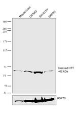 Huntingtin Antibody in Western Blot (WB)