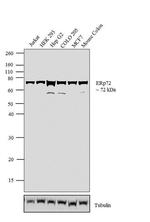 ERp72 Antibody in Western Blot (WB)