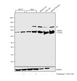 GRP78 Antibody in Western Blot (WB)