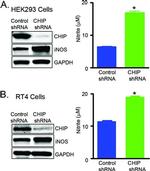 STUB1 Antibody in Western Blot (WB)