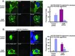 STUB1 Antibody in Immunocytochemistry (ICC/IF)