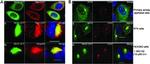 STUB1 Antibody in Immunocytochemistry (ICC/IF)