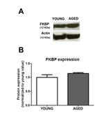 FKBP12 Antibody in Western Blot (WB)