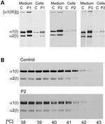 Cyclophilin B Antibody in Western Blot (WB)