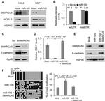 Cyclophilin B Antibody in Western Blot (WB)