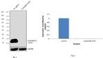 Cyclophilin B Antibody in Western Blot (WB)