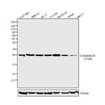 Cyclophilin B Antibody in Western Blot (WB)