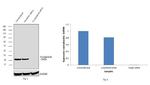 Cyclophilin B Antibody