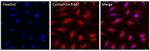 Cyclophilin B Antibody in Immunocytochemistry (ICC/IF)