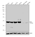 NPM1 Antibody in Western Blot (WB)