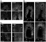 Phospho-nNOS (Ser1417) Antibody in Immunohistochemistry (IHC)