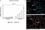 iNOS Antibody in Immunohistochemistry (IHC)