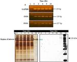 iNOS Antibody in Western Blot (WB)