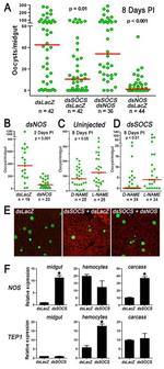 uNOS Antibody in Immunocytochemistry (ICC/IF)