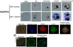 uNOS Antibody in Immunocytochemistry (ICC/IF)