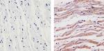 SynGAP Antibody in Immunohistochemistry (Paraffin) (IHC (P))