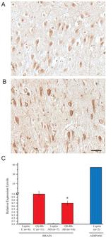 Leptin Receptor Antibody in Immunohistochemistry (IHC)