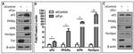 Adiponectin Antibody in Western Blot (WB)