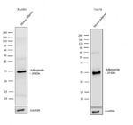 Adiponectin Antibody