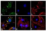 Adiponectin Antibody in Immunocytochemistry (ICC/IF)