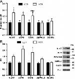 UCP3 Antibody in Western Blot (WB)