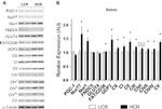 UCP3 Antibody in Western Blot (WB)