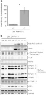 UCP3 Antibody in Western Blot (WB)