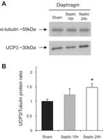 UCP3 Antibody in Western Blot (WB)