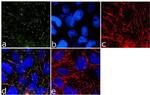 Phospho-Caveolin 2 (Tyr19) Antibody in Immunocytochemistry (ICC/IF)