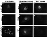 Furin Antibody in Immunocytochemistry (ICC/IF)