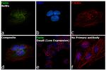 Furin Antibody