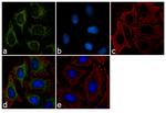 Furin Antibody in Immunocytochemistry (ICC/IF)